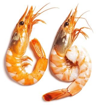 Two whole raw prawns displayed against a white background. png