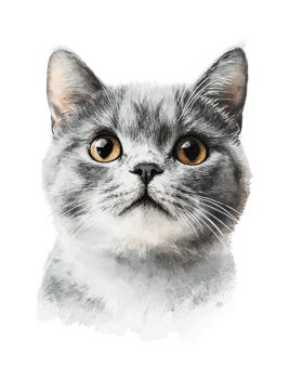 Realistic portrait of a gray cat with intense eyes png