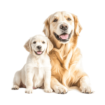 Happy golden retriever and puppy posing together with smiles png