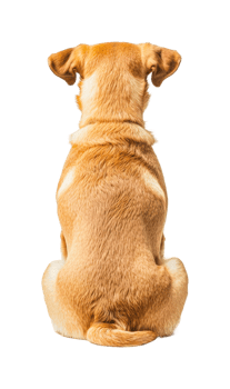 Golden labrador retriever sitting back view isolated on white png