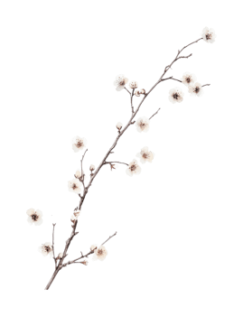 Delicate plum blossom branch with white petals on isolated png