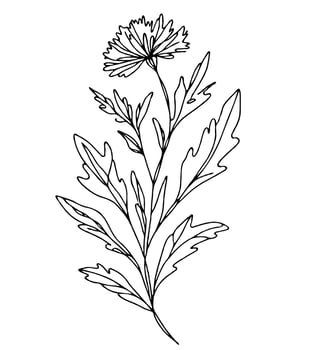 Line art grasses, stems illustration. Black and White Meadow graphic herbs. Herbaceous blooming plants. Set of outline doodle floral sketch Leaves. Hand drawn wild flowers Botanical drawing vector