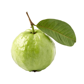 Green guava fruit with a fresh leaf on a transparent background png