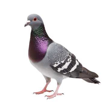 Colorful pigeon standing on a surface highlighting urban wildlife png