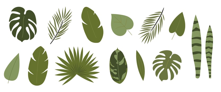 Set of tropical green leaves on white background. Leaves and branches from the jungle in flat style. Monstera, banana, palm, calathea leaves. Summer nature clipart isolated on white background vector