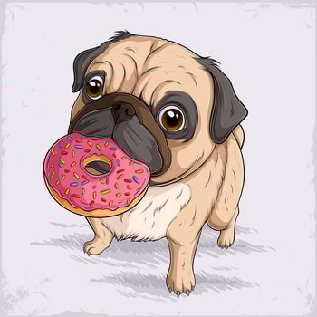 Hand drawn cute little dog breed fawn pug walking and eating tasty pink donut, wrinkly, short-muzzled face, and curled tail puppy vector