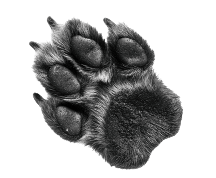 Detailed black animal paw print for creative designs and education png