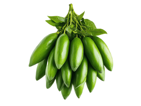Fresh green avocados hanging on branch for healthy lifestyle png