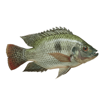 Realistic Tilapia Side View with Natural Colors png