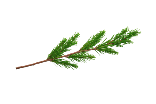 A single green pine branch with needle like leaves on brown stem, isolated on transparency background. branch is detailed and vibrant, showcasing natural texture and color of pine foliage png