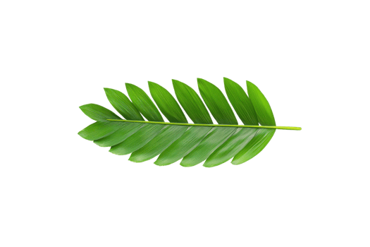 A vibrant green palm leaf with symmetrical arrangement of leaflets, isolated on transparency background, showcasing its natural beauty and tropical essence png