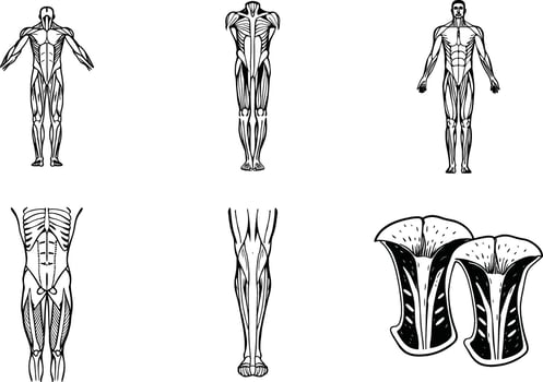 Human muscular system anatomy black and white illustration with flower vases vector