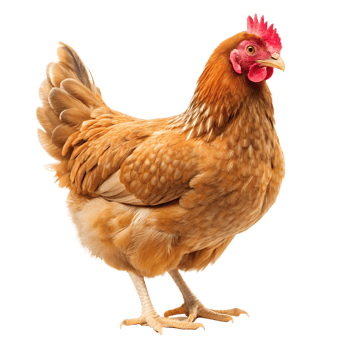 red chicken hen png