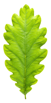 one green leaf png