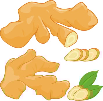 Fresh ginger roots. Set of sliced ginger root on white background. vector