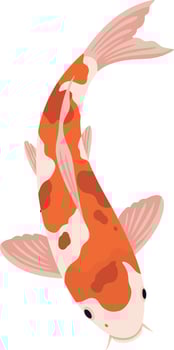 Koi Fish Illustration Orange and White Colored Swimming Fish Design vector
