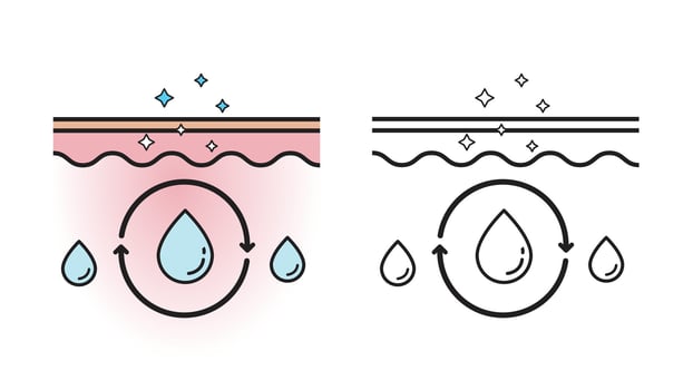 The mechanism of skin moisture with color and outline drawing isolated on white background. Infographic of skin absorption . Skin care and beauty concept. Flat icon illustration. vector