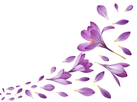 Crocus flowers bloom beautifully, their delicate petals creating stunning display of purple hues that evoke joy and tranquility png
