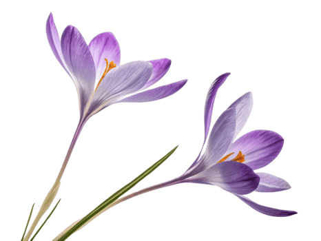 Crocus flowers bloom beautifully with delicate purple petals and vibrant yellow stamens, bringing joy to any garden or floral arrangement png