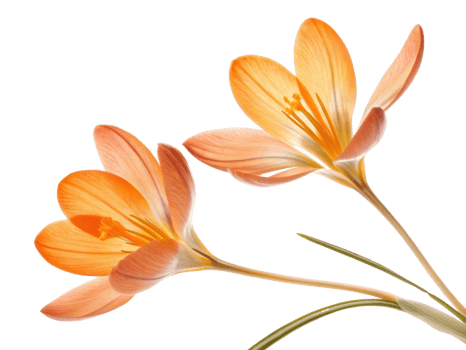 Crocus flowers bloom beautifully with delicate petals showcasing vibrant orange hues, creating stunning visual display in nature png