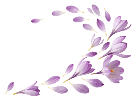 Crocus flowers bloom in vibrant purple hues, creating beautiful display of petals that dance gracefully in air png
