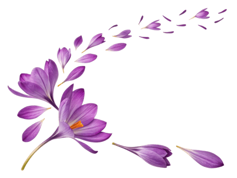 Crocus flowers bloom beautifully, showcasing vibrant purple petals that gracefully scatter in delicate dance of nature elegance png
