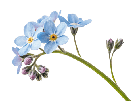 Forget me not flowers bloom beautifully with delicate blue petals and vibrant yellow centers, symbolizing remembrance and love png