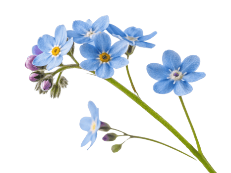 Forget me not flowers bloom in delicate blue hues showcasing nature beauty and charm. Their vibrant petals remind us to cherish memories png