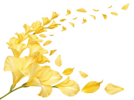 Beautiful gladiolus flowers in vibrant yellow create stunning visual as petals gracefully fall, evoking sense of tranquility and beauty png