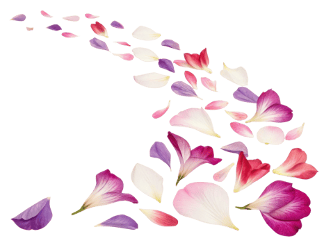 Delicate petals of gladiolus flowers create beautiful trail of color and elegance, evoking sense of tranquility and beauty png