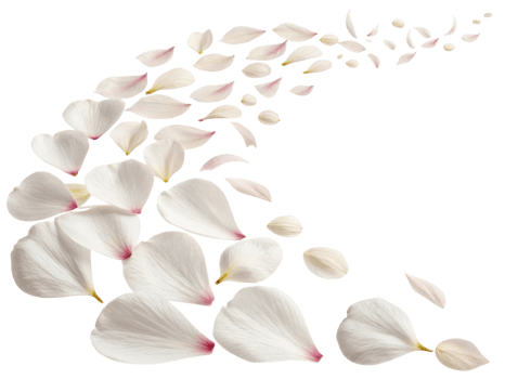 Delicate petals of hibiscus flower gracefully scatter, creating serene and beautiful scene that evokes tranquility and elegance png