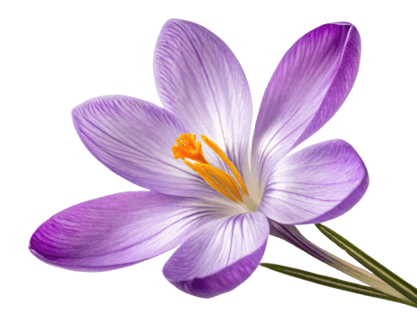 beautiful crocus flower showcases delicate purple petals with vibrant orange stamens, symbolizing arrival of spring and renewal png