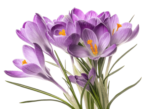 Crocus flowers bloom vibrantly in shades of purple showcasing their delicate beauty and bringing joy to any garden or floral arrangement png