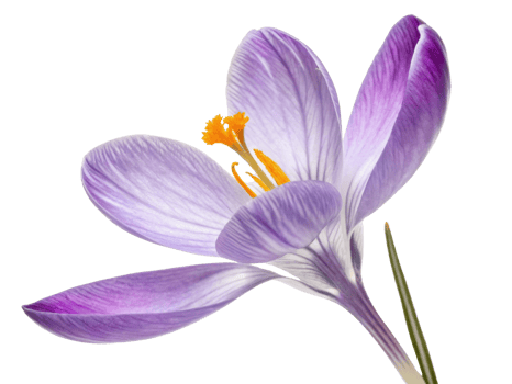 beautiful crocus flower showcases delicate purple petals and vibrant yellow stamens, symbolizing arrival of spring and renewal png