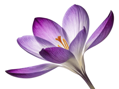 stunning crocus flower showcases vibrant purple and white petals with delicate yellow stamens, symbolizing beauty and renewal png