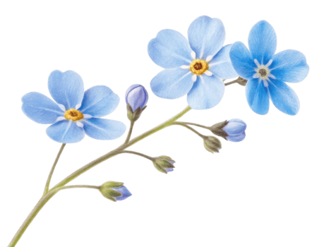Forget me not flowers bloom in delicate blue hues, symbolizing love and remembrance, capturing essence of nature beauty png