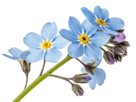 Forget me not flowers bloom in delicate clusters showcasing their soft blue petals and vibrant yellow centers, symbol of remembrance and love png