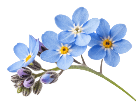 Forget me not flowers bloom in delicate blue hues showcasing nature beauty and evoking memories of love and connection png
