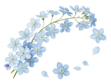 Forget me not flowers bloom in delicate blue hues creating serene and beautiful arrangement that captures essence of nature charm png