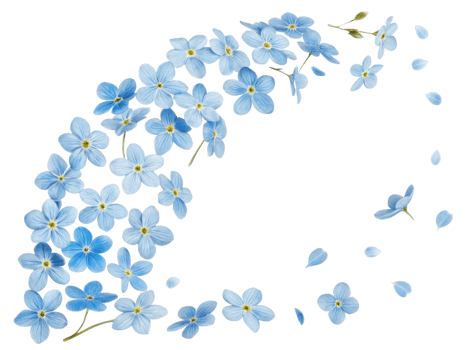 Forget me not flowers create delicate and beautiful arrangement that captures essence of nature charm and elegance png