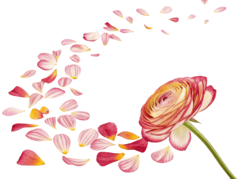 beautiful ranunculus flower with delicate petals gracefully falling, creating stunning visual display of nature elegance png