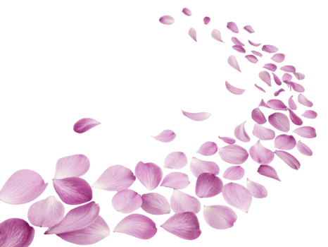 Delicate ranunculus flower petals create beautiful trail on transparency background, evoking sense of elegance and tranquility png