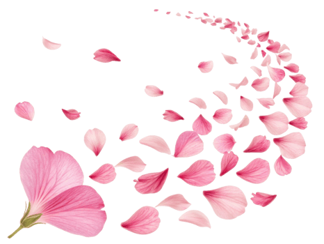 Beautiful pink hibiscus flower petals gracefully swirl in delicate dance, creating serene and enchanting atmosphere png