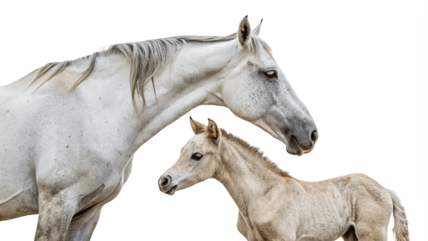 A white horse and a baby horse png