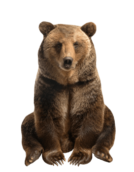 majestic brown bear sitting calmly with detailed fur texture, wild forest animal on isolated background for nature and wildlife themes png