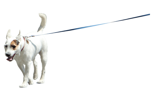 A dog on a leash on a walk png