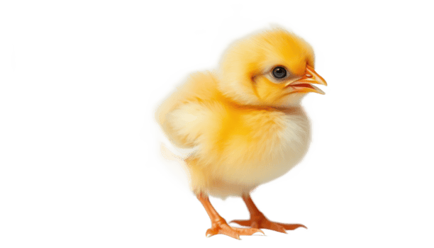 Small Yellow Chick on Transparent Background png