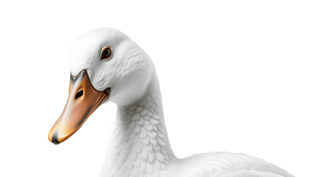 White Duck Portrait Against Transparent Background png
