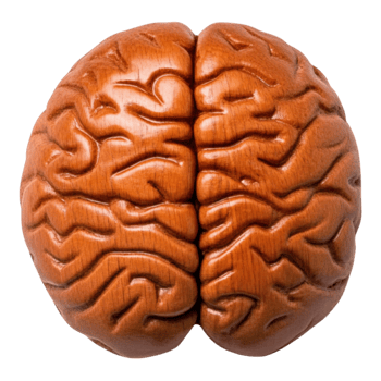 Wooden Brain Model for Educational Use and Decorative Display png