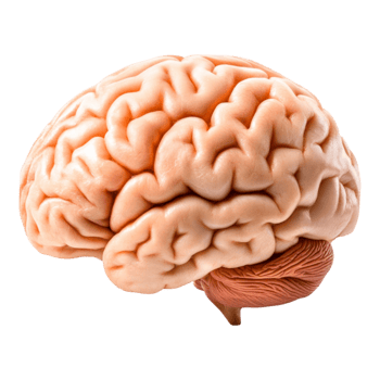 Realistic Model of Human Brain Showing Detailed Structure and Anatomy png